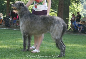 Augustin Earl Balvert´s