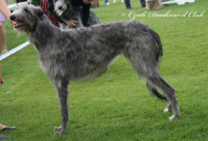 Carrie Randis Irater