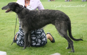 Midnight Power von der Oelmühle 