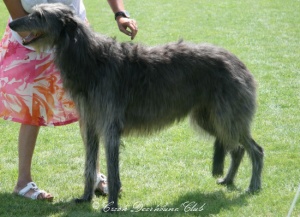 Brokenwheel McArianrhod