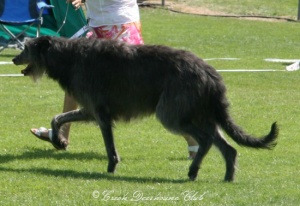 Brokenwheel McArianrhod