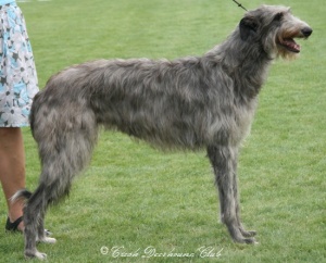 Carrie Randis Irater