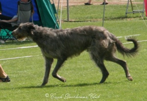 Carrie Randis Irater