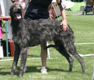 Forheringhay´s Faerwald Fable