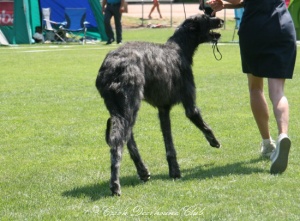 Forheringhay´s Faerwald Fable