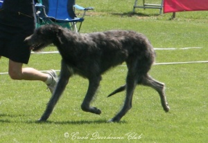 Fortheringhay´s Farrah Cailean