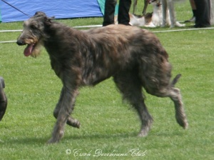 Goshenite of Bestmara	