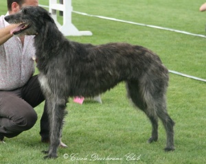 Jamaica Sun von Averlon