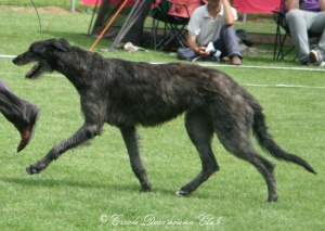 Jamaica Sun von Averlon