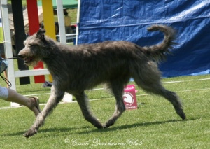 Joshua vom Blausteinsee	