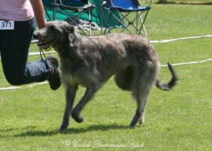 Gentiehun Waltzing Matilda	