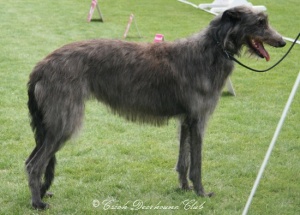 Cunamara´s Mille Miglia