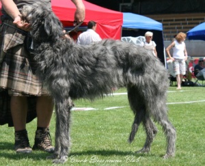 Orson vom Blaustinsee