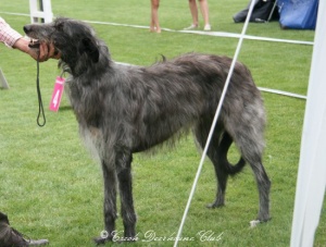 Jacobite Rosanne to Gentihun	