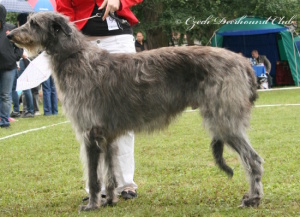 Augustin Earl Balvert´s