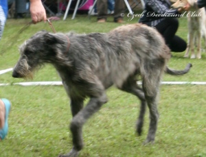 Cinderella z Podlipnice