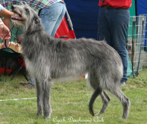 Fritzens Silver Cloud