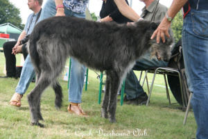 Craigie of Canadagh Caoinlan