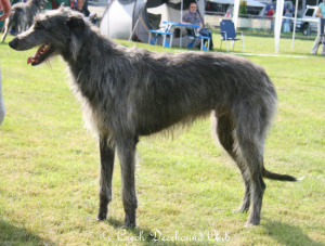 Donovan Dream of Caoinlan