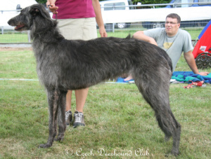 Dreamy Dancer Caoinlan