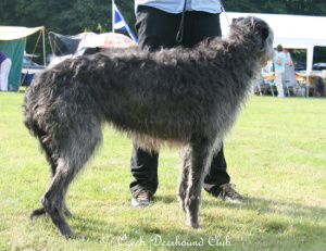 Hollyrood Ginger Rogers