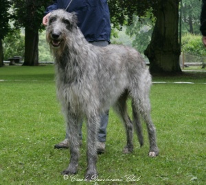 Assing Irater Irsias