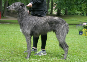 EDGAR GALAXAR Margodeer	