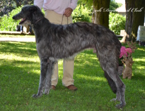 Cairnesund´s SILVER PEARL 