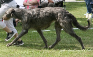 Carrie Randis Irater