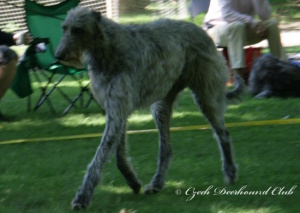 Assing Irater Irsias