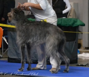 Astazia Silver Balvert´s 