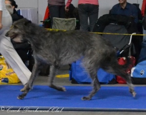 Astazia Silver Balvert´s