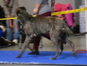 Cinderella z Podlipnice