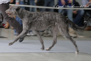 Carrie Randis Irater