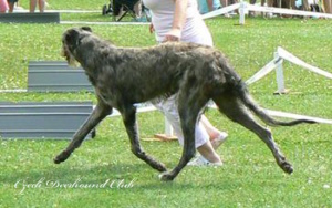 Cinderella z Podlipnice